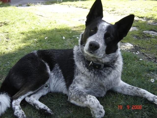 Our Dog BLUE